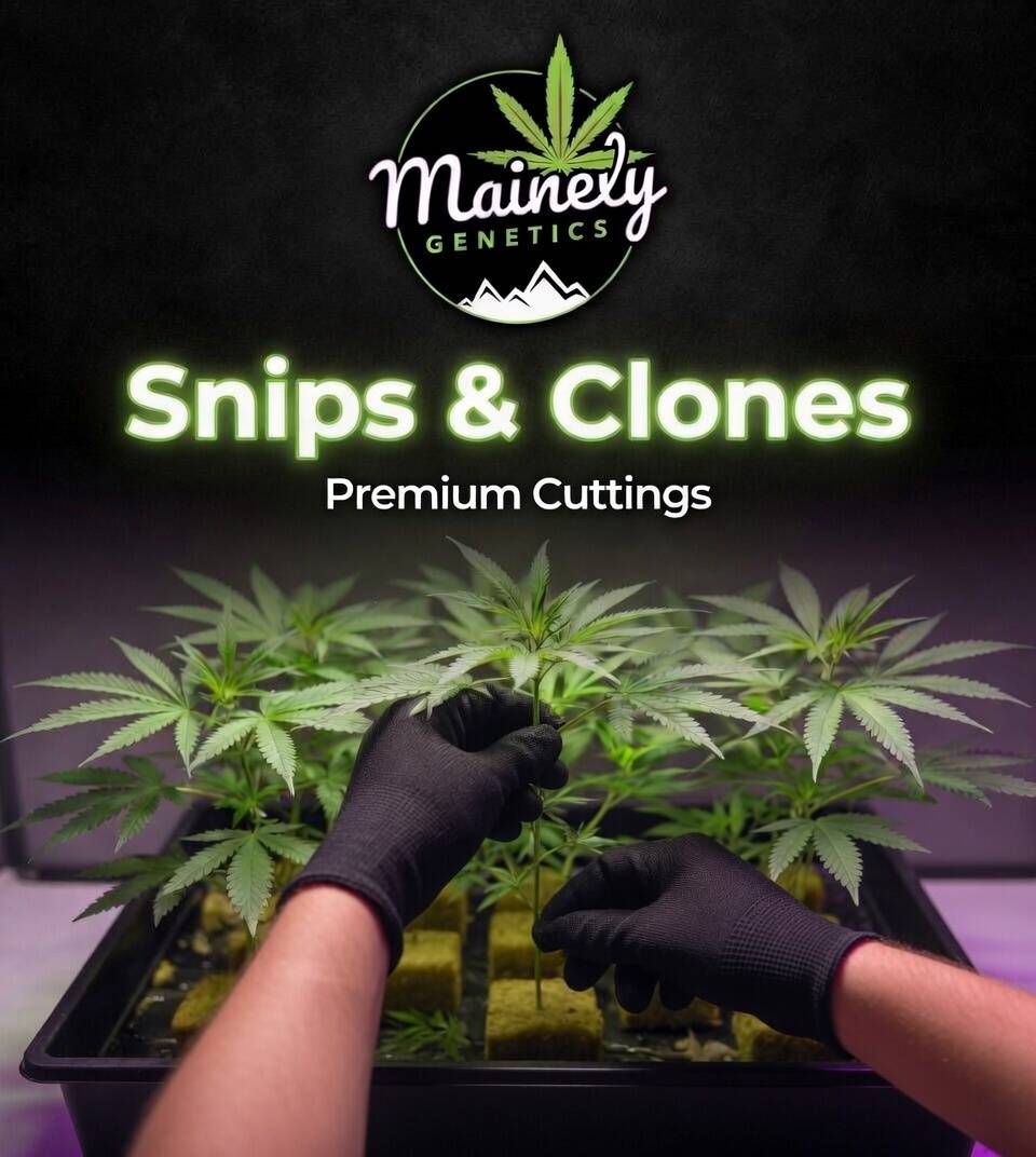 Derpy 45 (Blueberry Schnapps x Blueberry Sugar) Rooted Clone