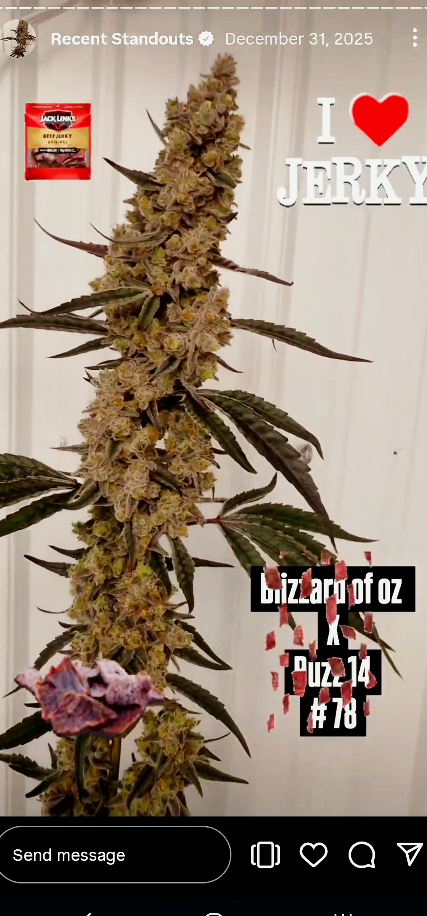 Spacify 78 (Boz 59 x Buzz) Snips