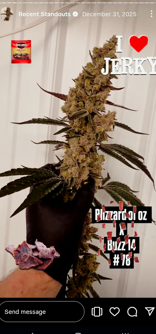 Spacify 78 (Boz 59 x Buzz) Snips