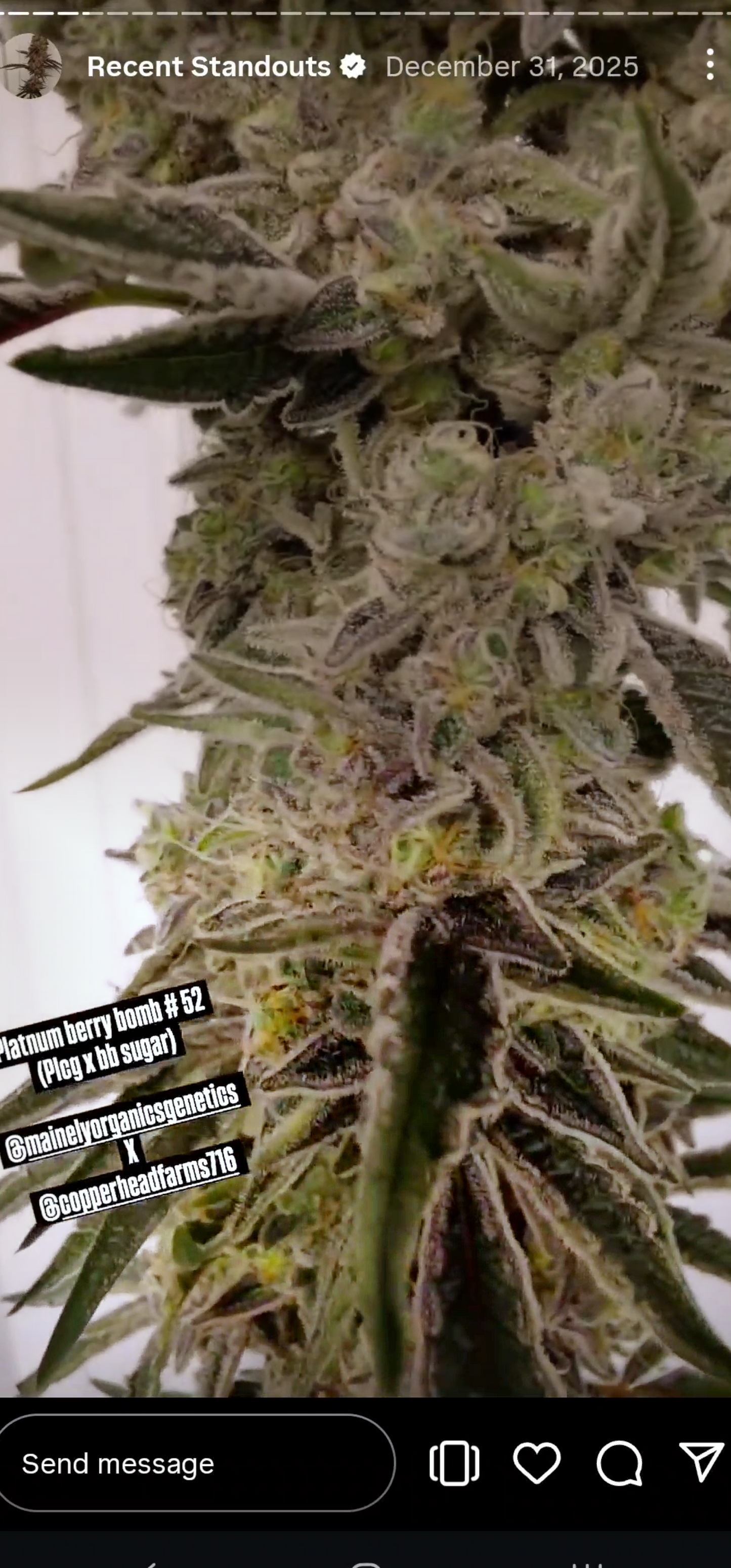 Spacify 78 (Boz 59 x Buzz) Snips