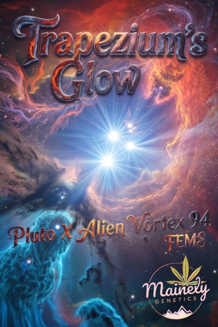 Trapezium's Glow (Pluto x Alien Vortex 94) Fems – 6 Pack