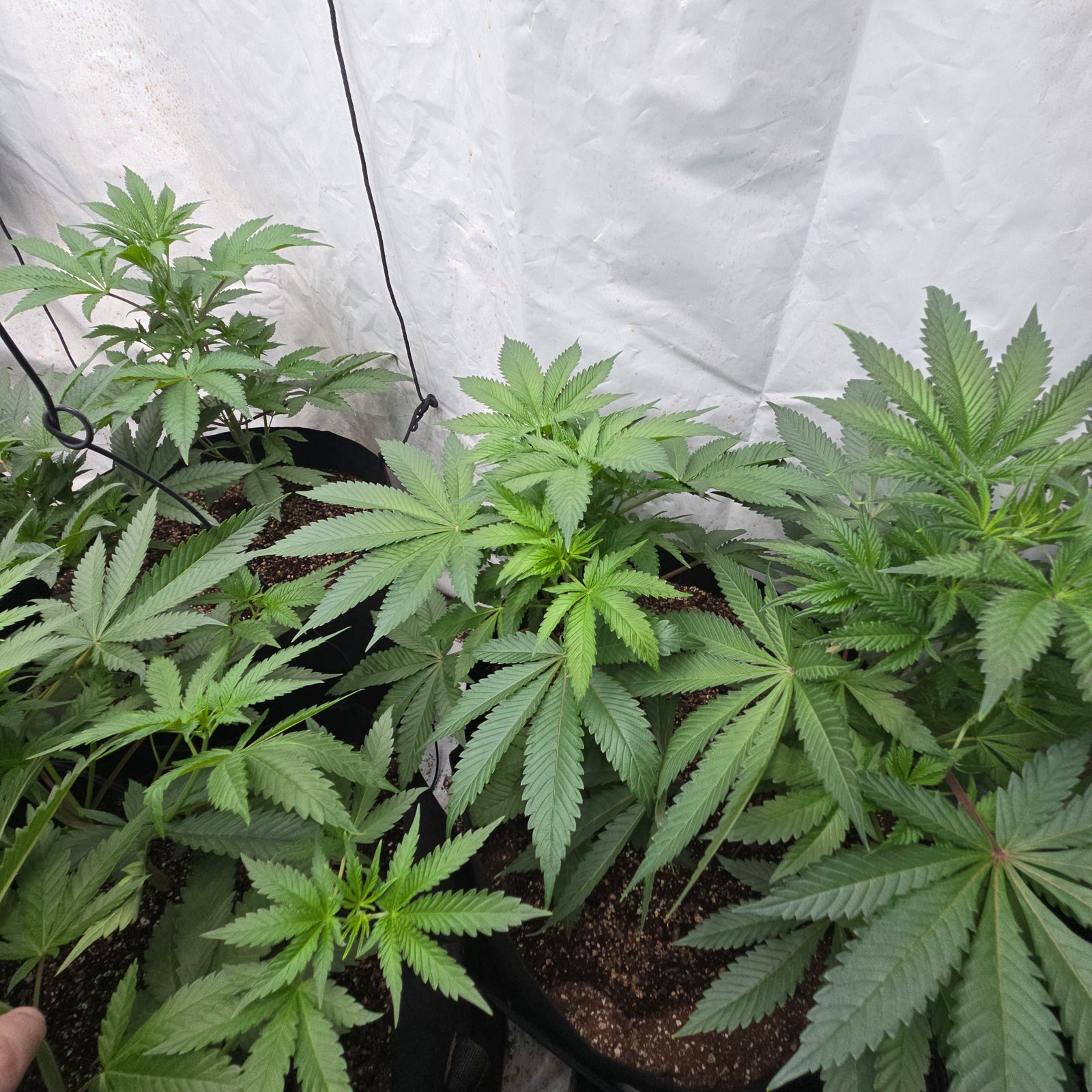 Rds420