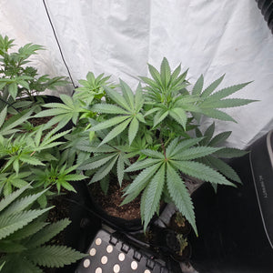 Rds420