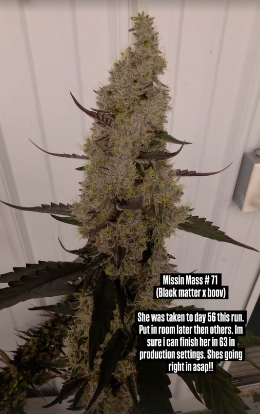 Xenomorph 71 (Black Matter 100 x Boov 120) Snips