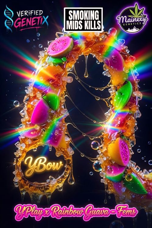 YBOW (Yplay x Rainbow Guava)