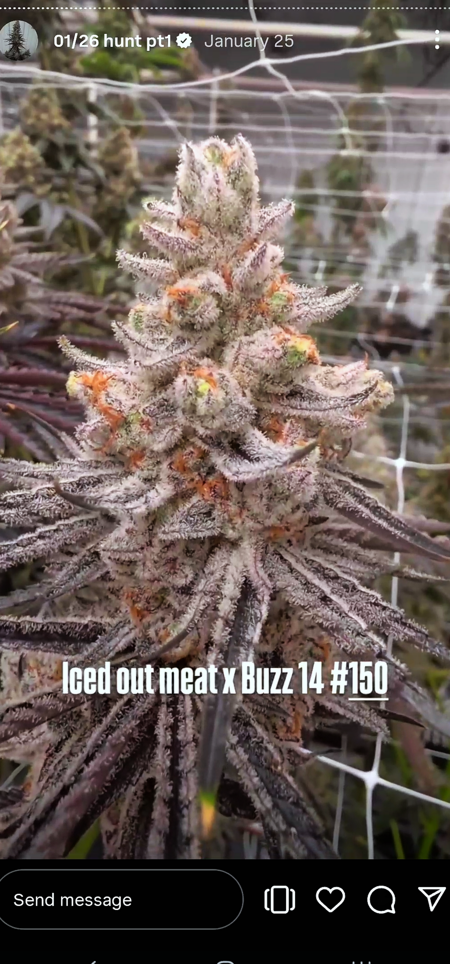 ZZnackz 150 (Iced Out Meat x Buzz) Snips
