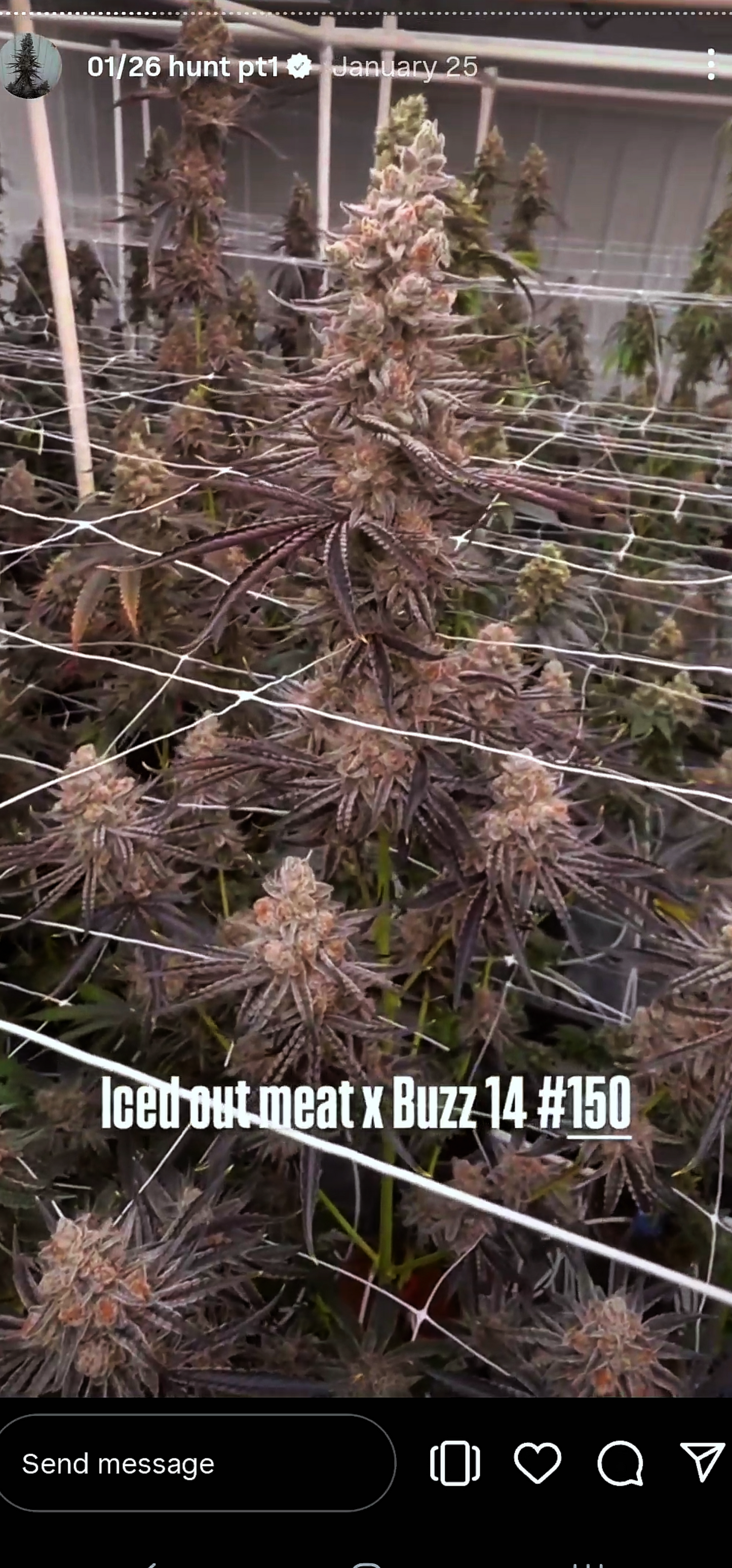 ZZnackz 150 (Iced Out Meat x Buzz) Snips