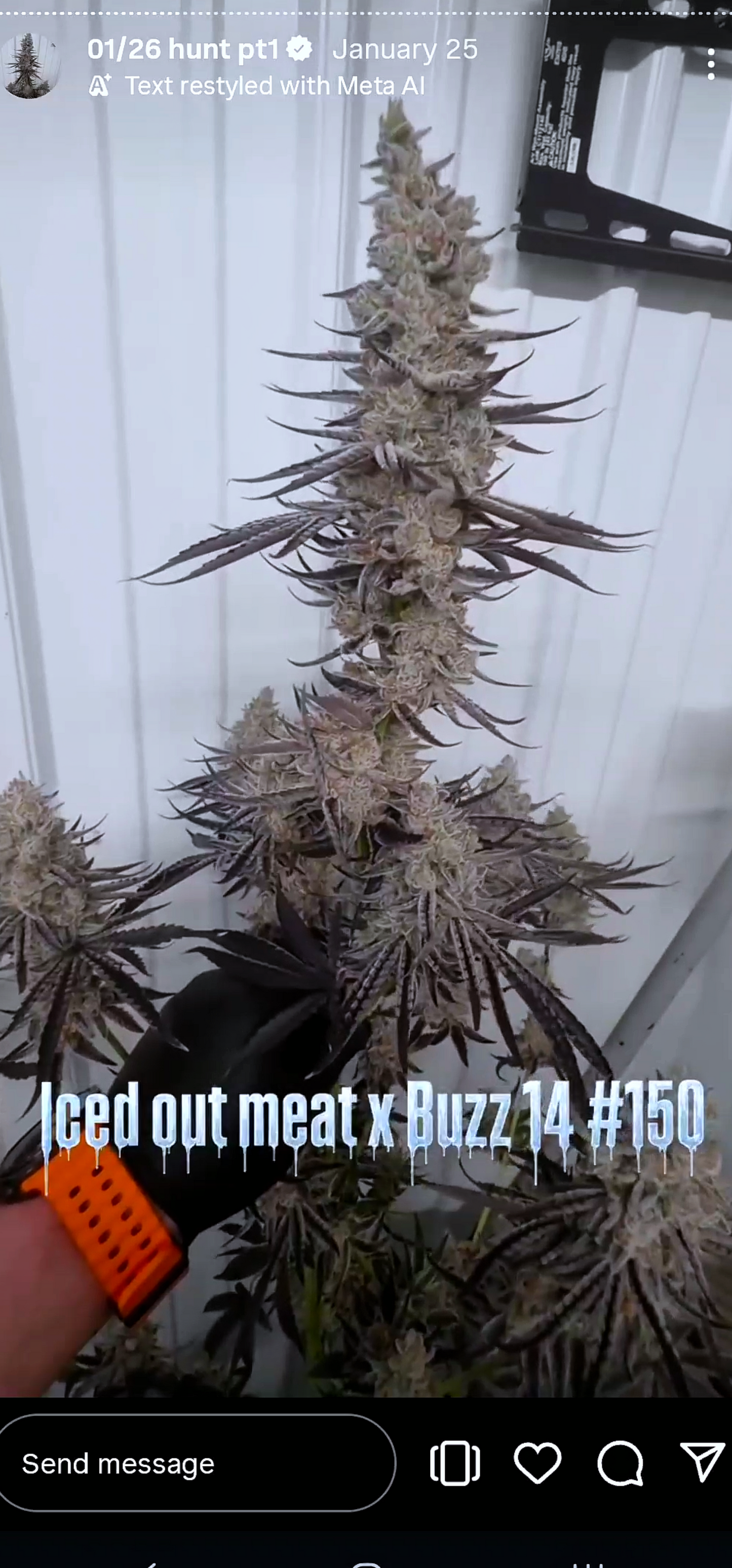 ZZnackz 150 (Iced Out Meat x Buzz) Snips