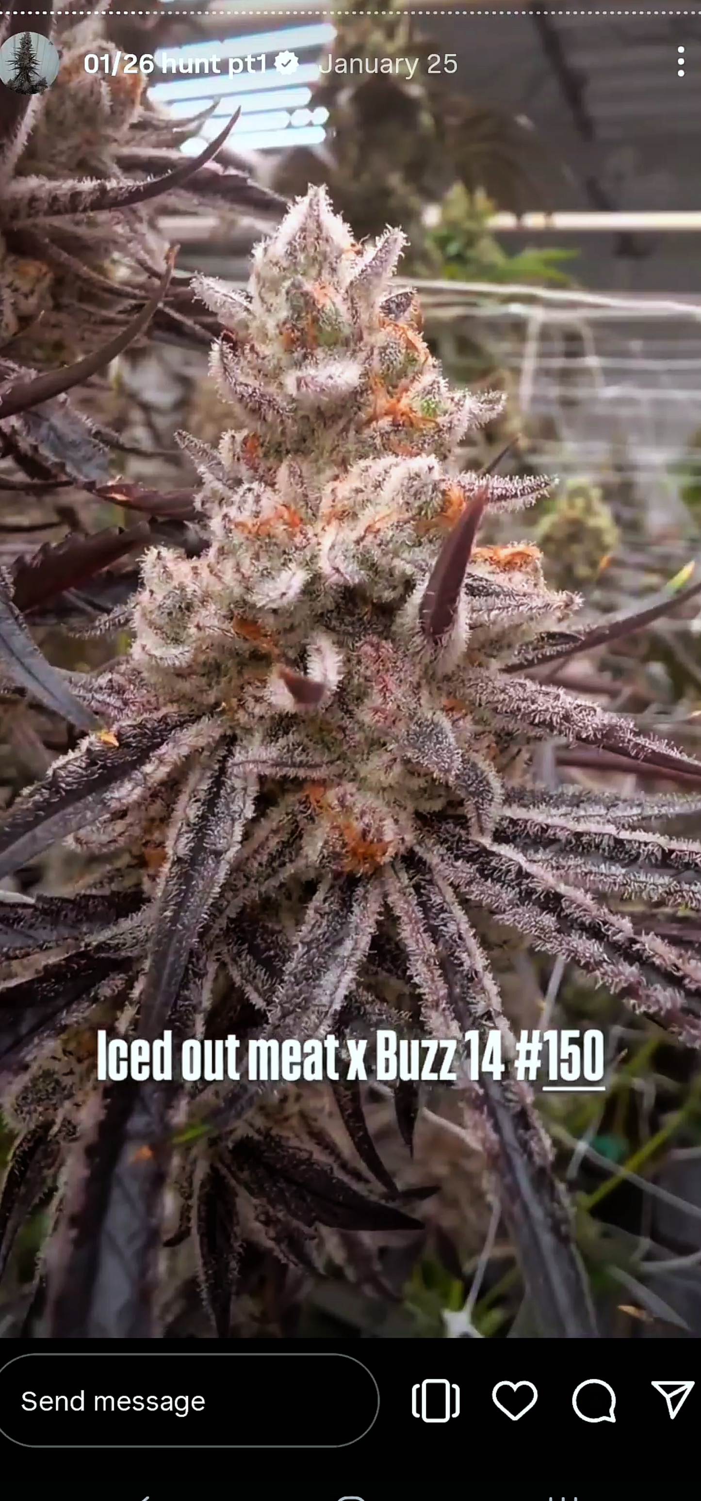 ZZnackz 150 (Iced Out Meat x Buzz) Snips
