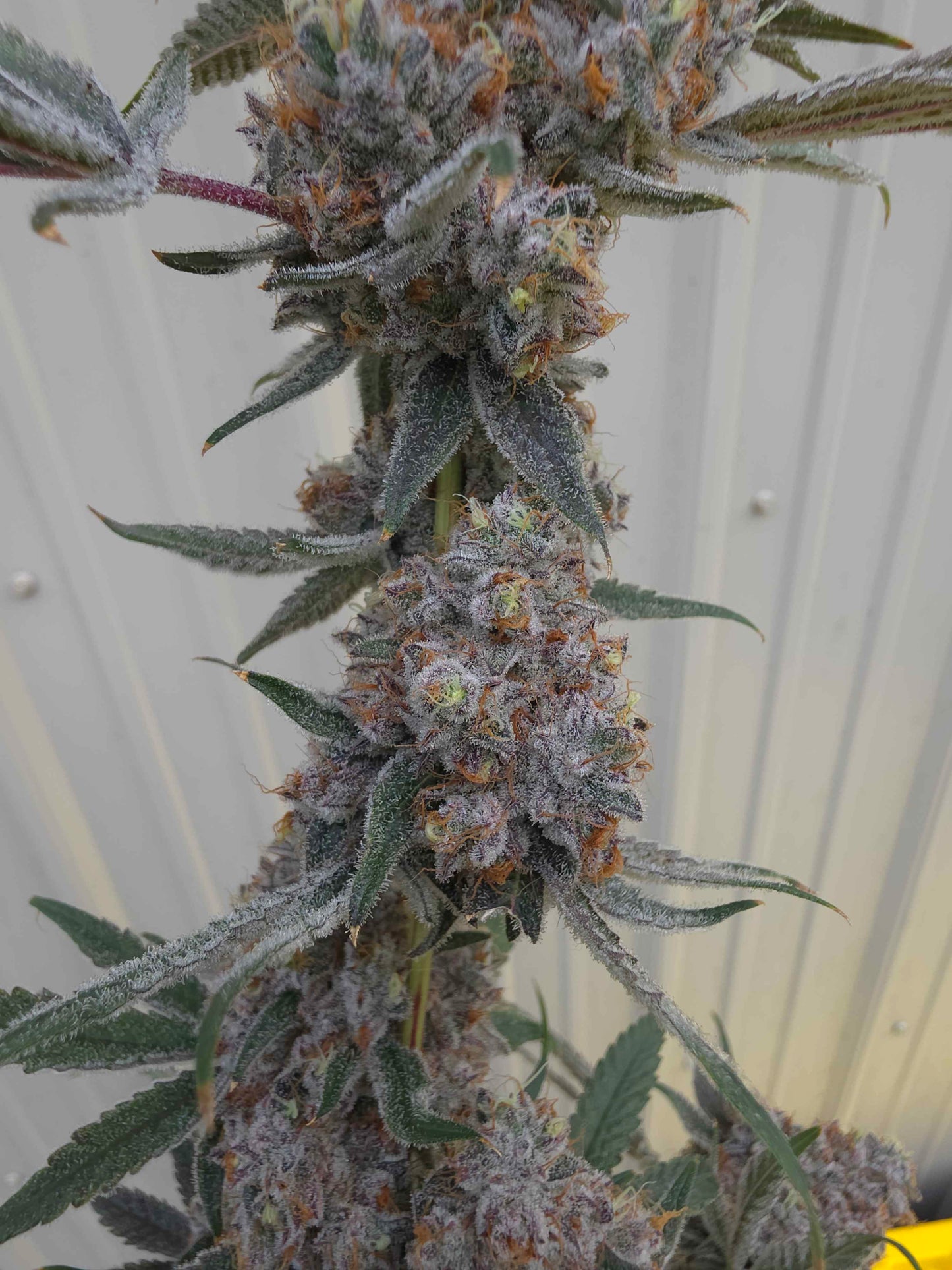 Blapstars (Frosted Gasberries x Alien Vortex 94) 6pk Fems