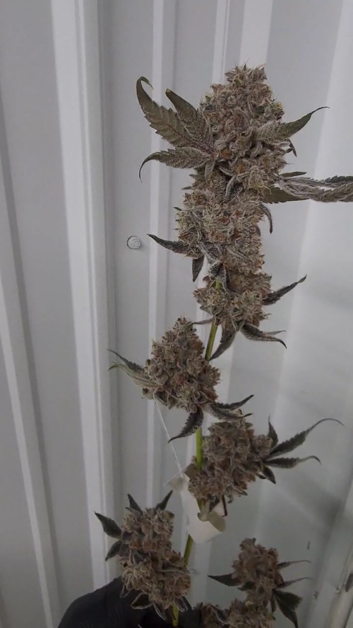 Blapstars (Frosted Gasberries x Alien Vortex 94) 6pk Fems