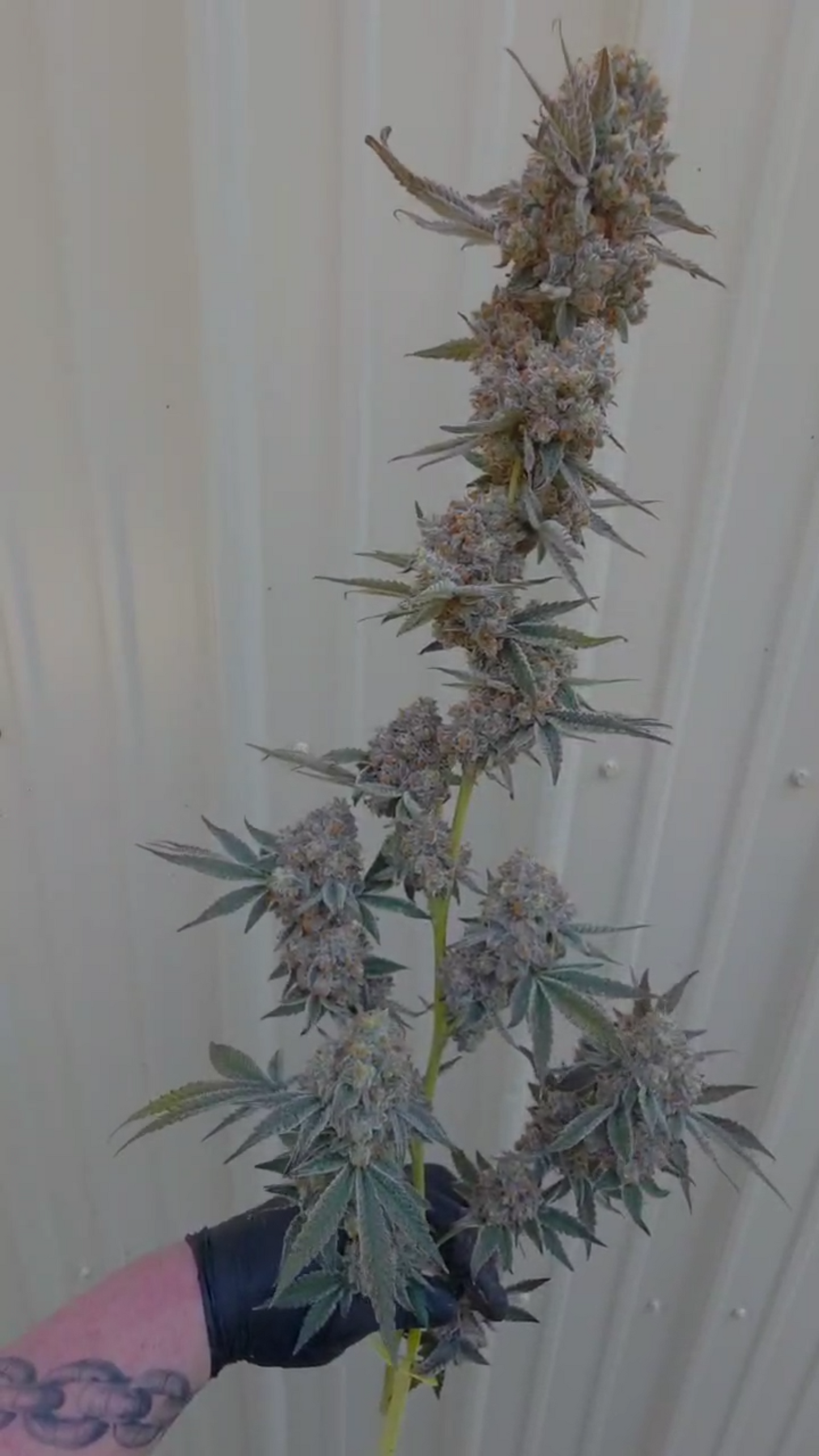 Blapstars (Frosted Gasberries x Alien Vortex 94) 6pk Fems