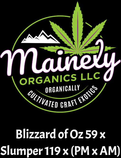 Blizzard of oz 59 x {slumper 119 x (pure Michigan x animal mints)} "unreleased regs"