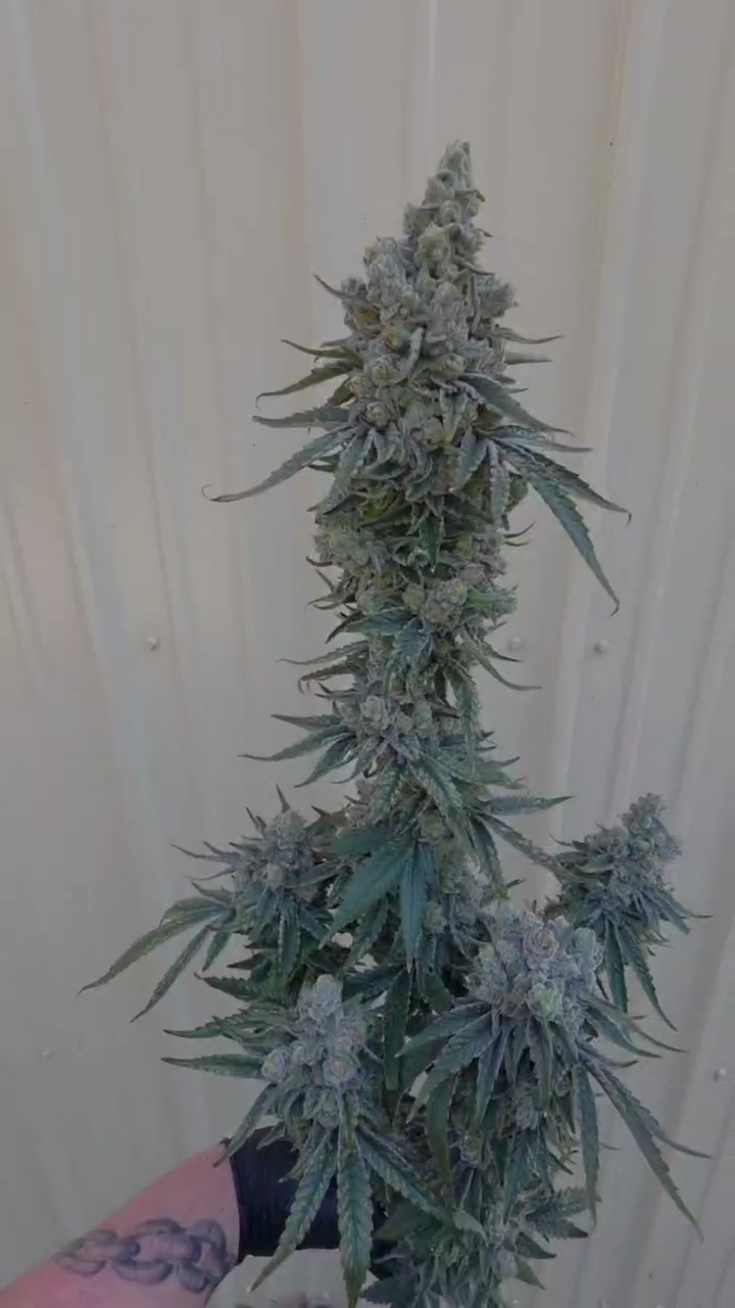 Megmatta (Calvin Johnson x Black Matter 100)