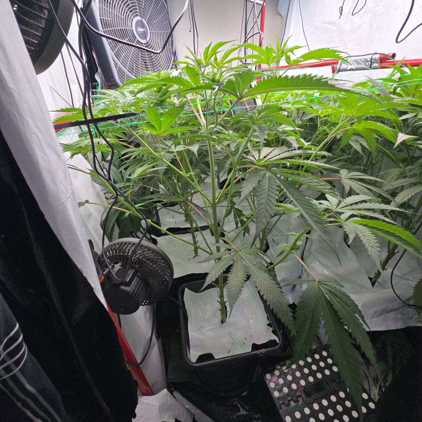 Rds420