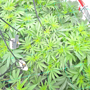 Rds420