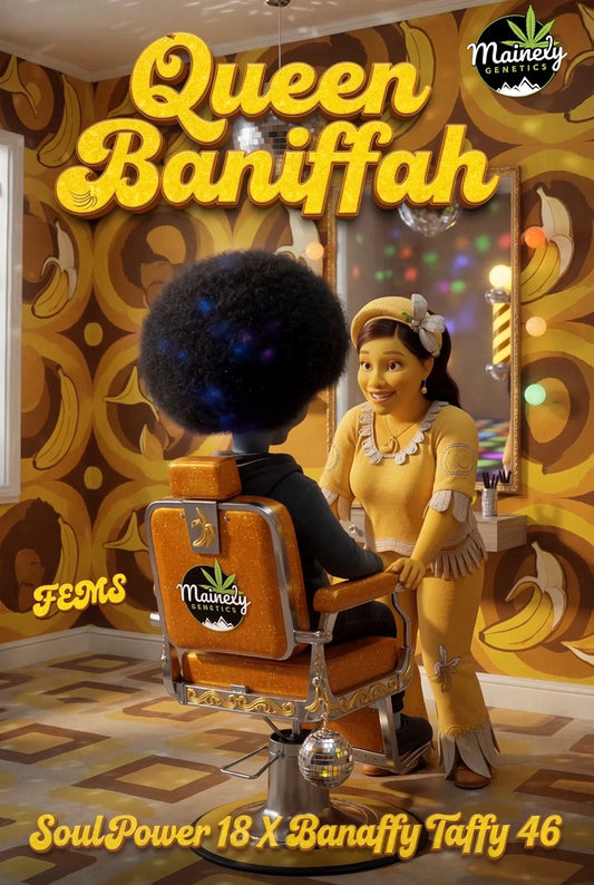 Queen Baniffah (Soul Power 17 x Banaffy Taffy 46) Fems – 6 Pack