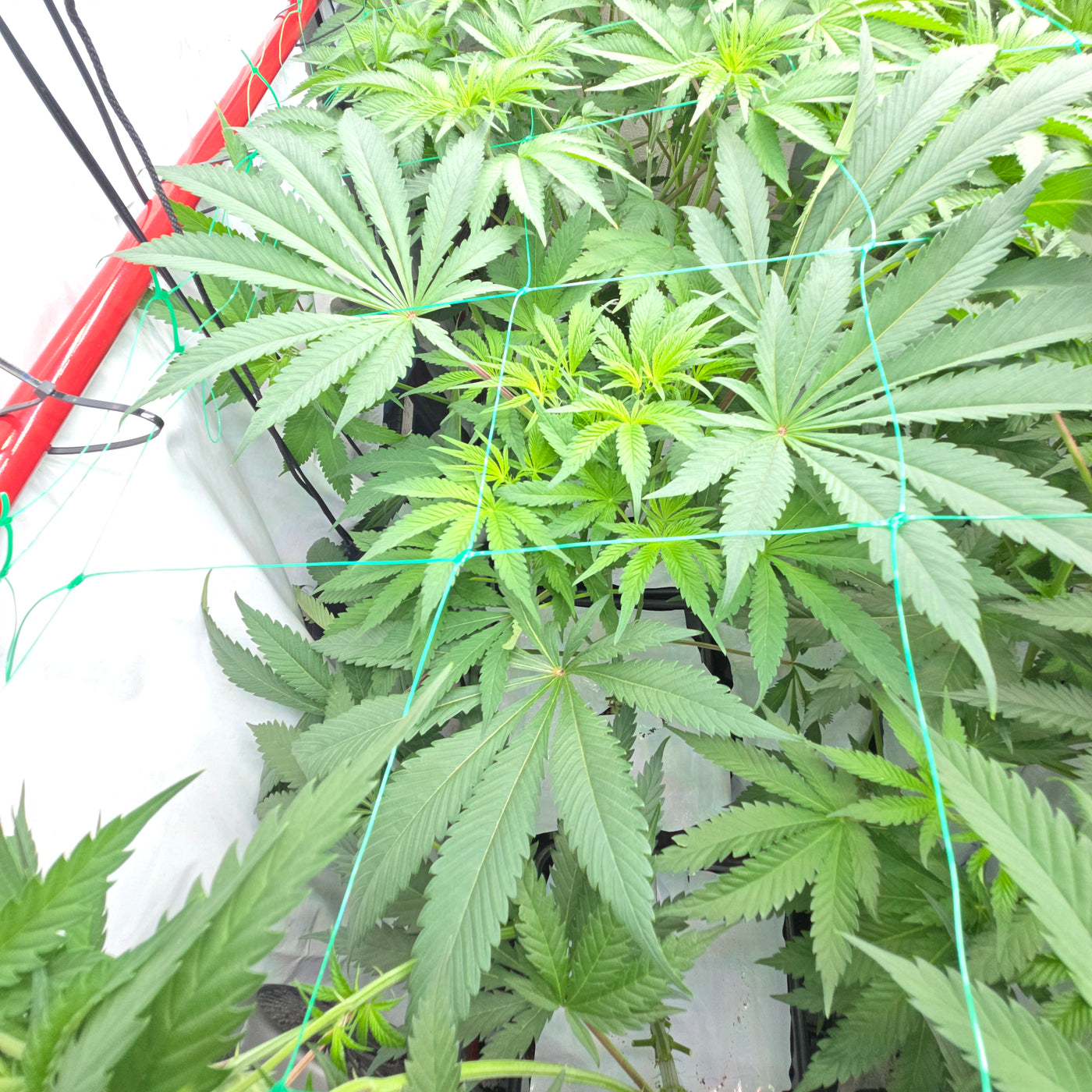 Rds420