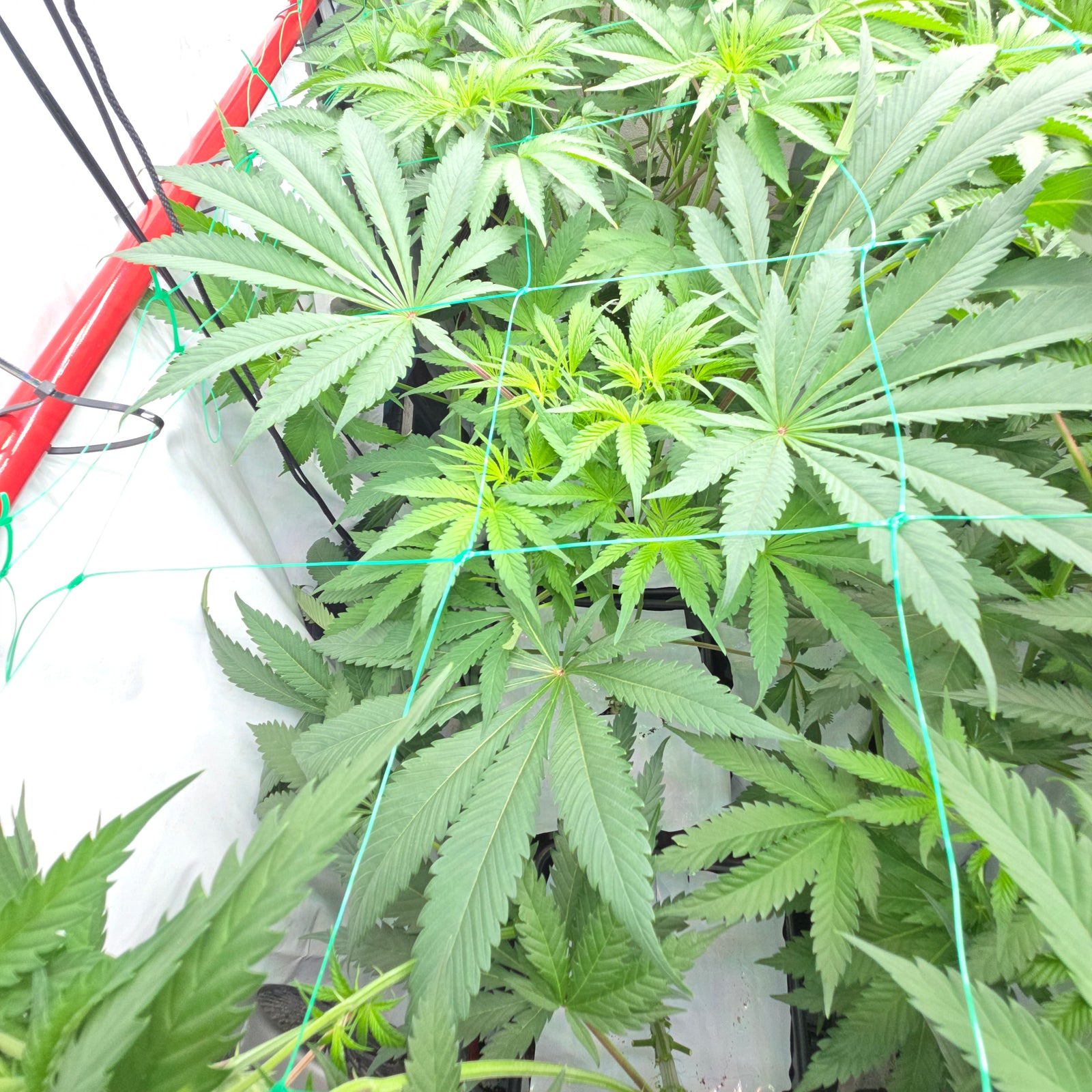 Rds420