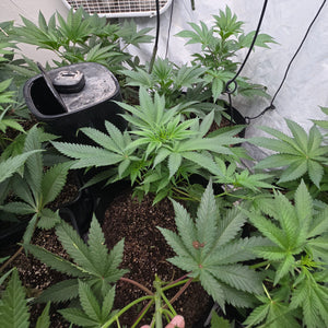 Rds420