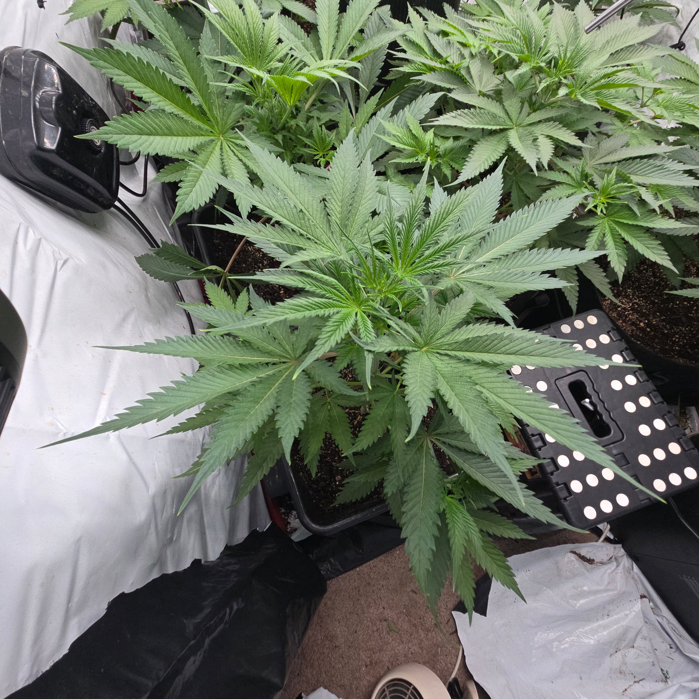 Rds420