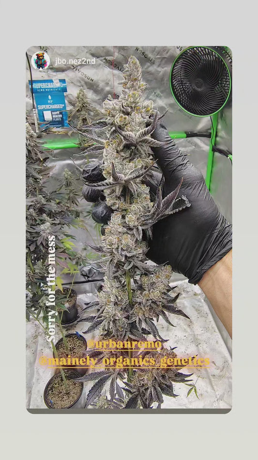 Fone HOME (Platnum Lifehack x U.F.O) "fem seeds"