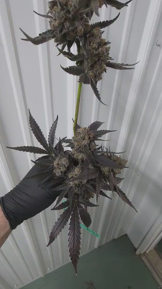 Malcolm X (Soul Power x Black Matter) 6pk Fems