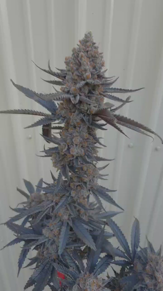 Soul Power 17 (Pennzoil x James Brown) Snips