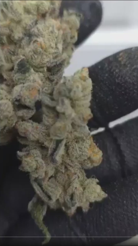 Lituya Bay 20 (Animal Tsunami x Platinum Lemon Cherry Gelato) Snips
