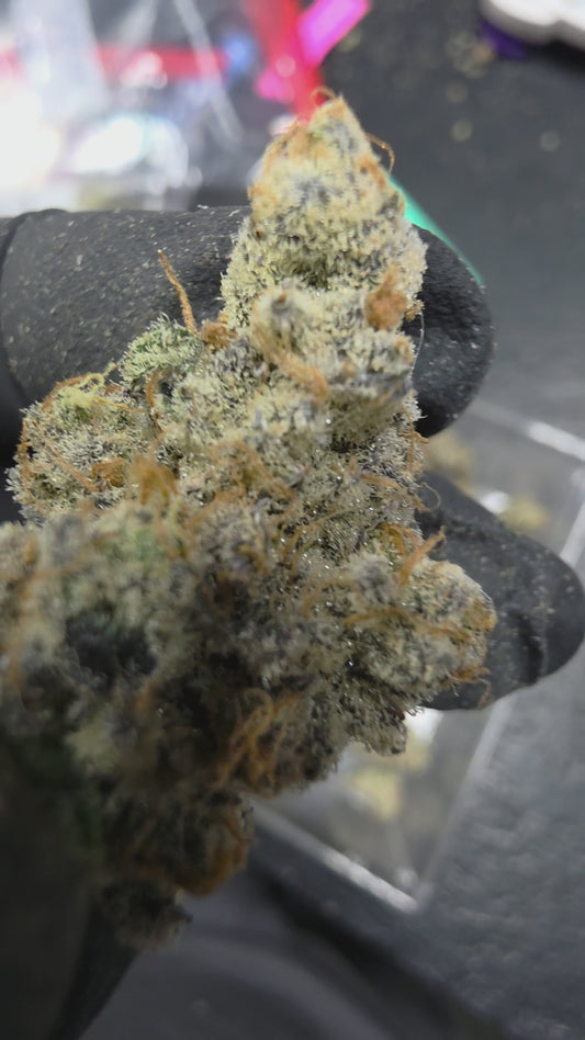 Bayberry Delight 35 (Lituya Bay x Blueberry Sugar) Rooted Clone