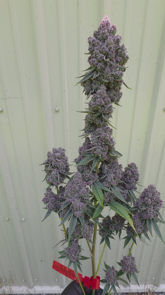 Icy Cherry 66 Rooted clone