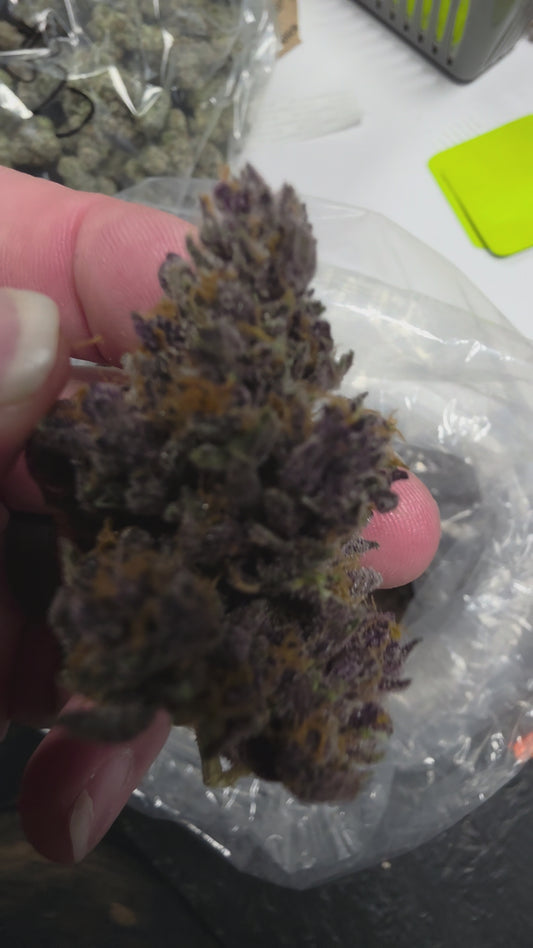 Lickable wallpaper 13 (Gumdrop Buttonz x Sour Tropical Zkittlez F2) Rooted Clone