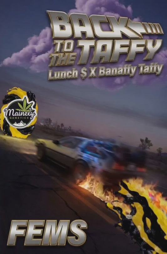 Back to the Taffy (Lunch $ 50 x Banaffy Taffy 46)