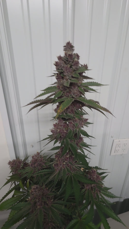 Lickable wallpaper 13 (Gumdrop Buttonz x Sour Tropical Zkittlez F2) Rooted Clone