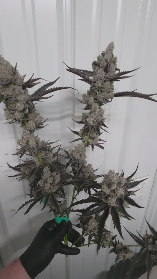 Banaffy taffy 46 snips
