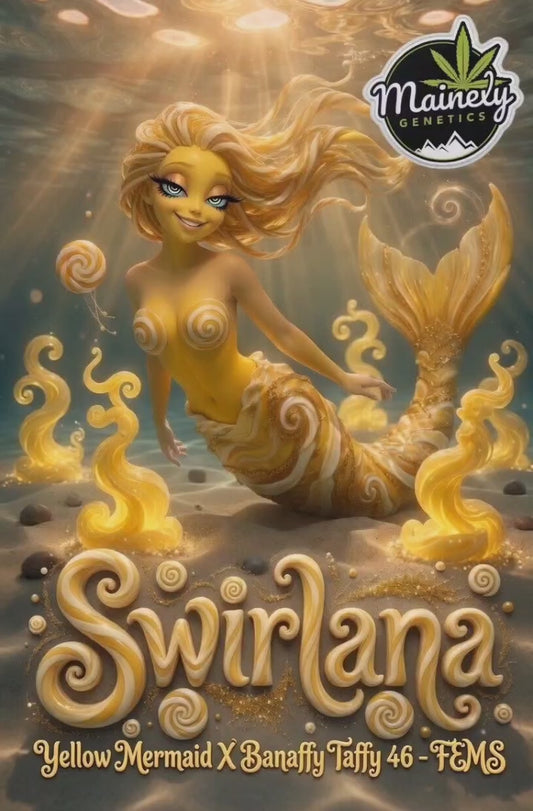Swirlana (Yellow Mermaid x Banaffy Taffy 46) Fems