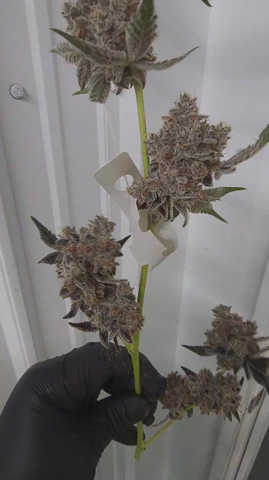 Super Vortz (Super Runtz x Alien Vortex 94) 6pk Fems
