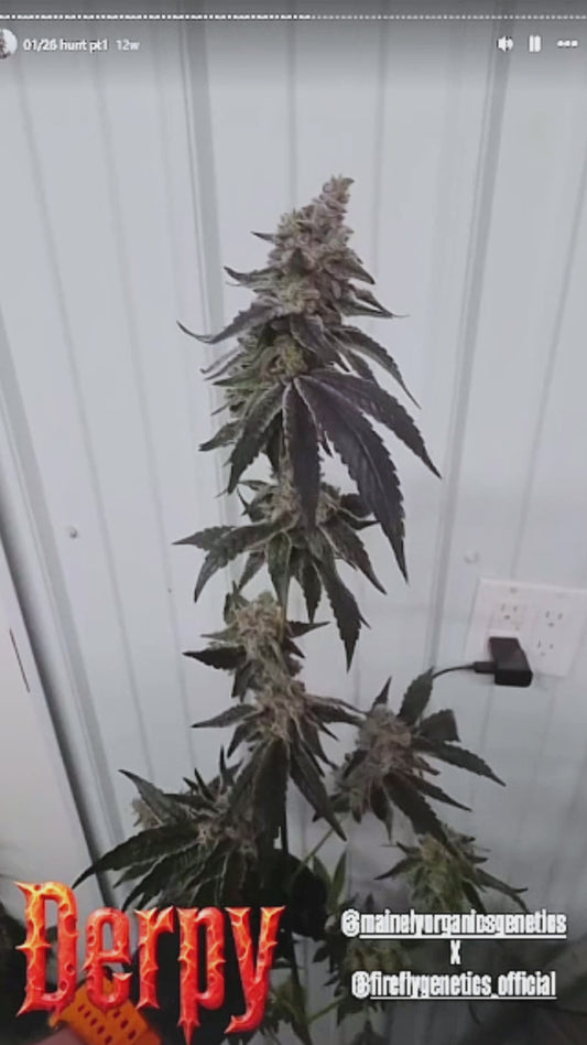 MorZzelz (Derpy 43 × Zznackz) 6pk Fems