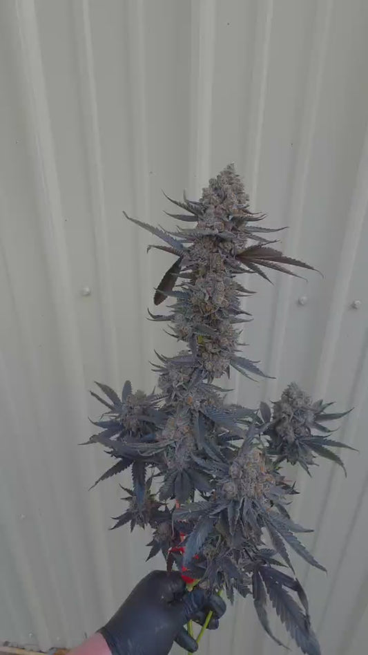 Soul Power 17 (Pennzoil x James Brown) Snips