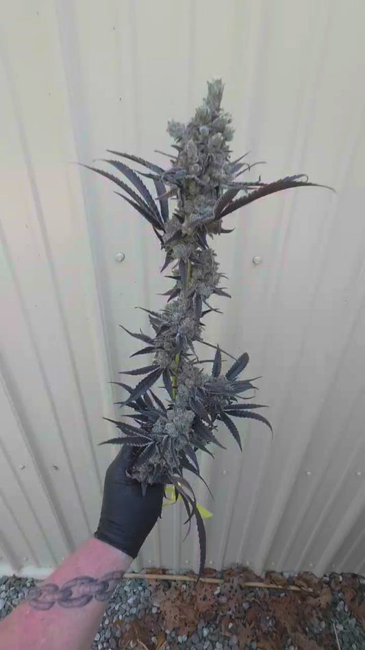 Zzaroni (Shia Laboof × Zznackz) 6pk Fems