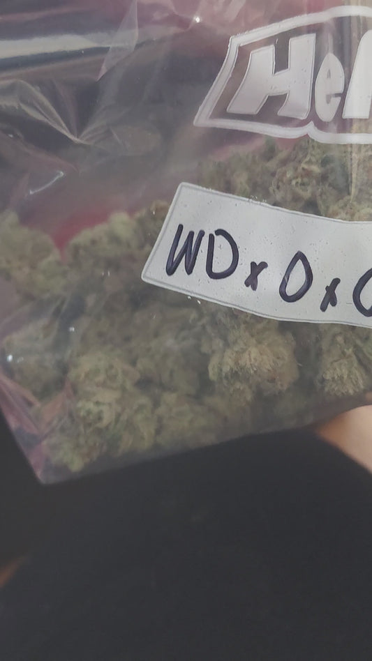 "White devil x U.F.O" fem seeds