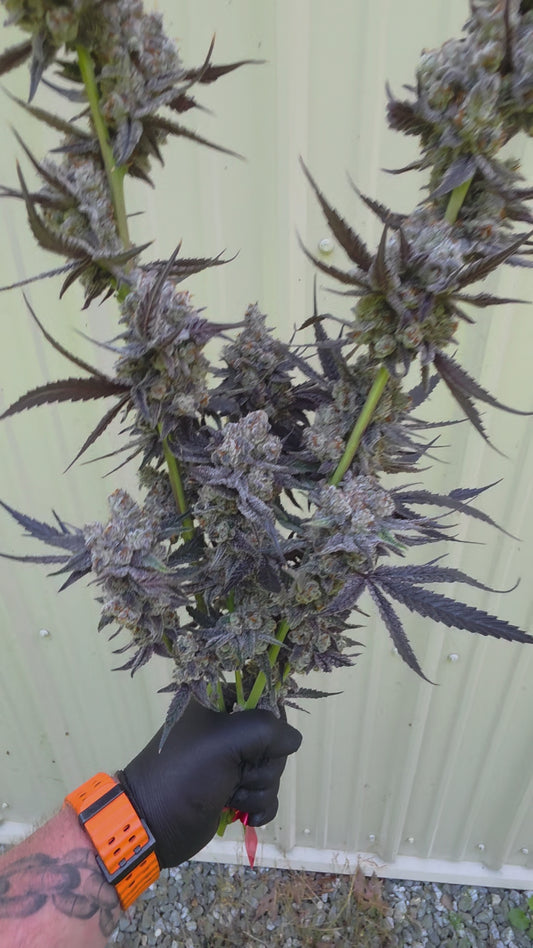 Frosted Gasberriez (lunch $ x Bluberry sugar) Rooted Clone