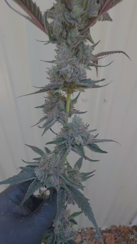 Black Zen (Blue Zen x Black Matter 100)