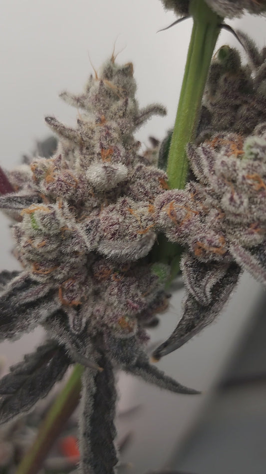 Obamas "fem seeds"