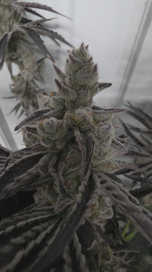 Freefall #23 (Zero gravity x Buzz) SNIPS