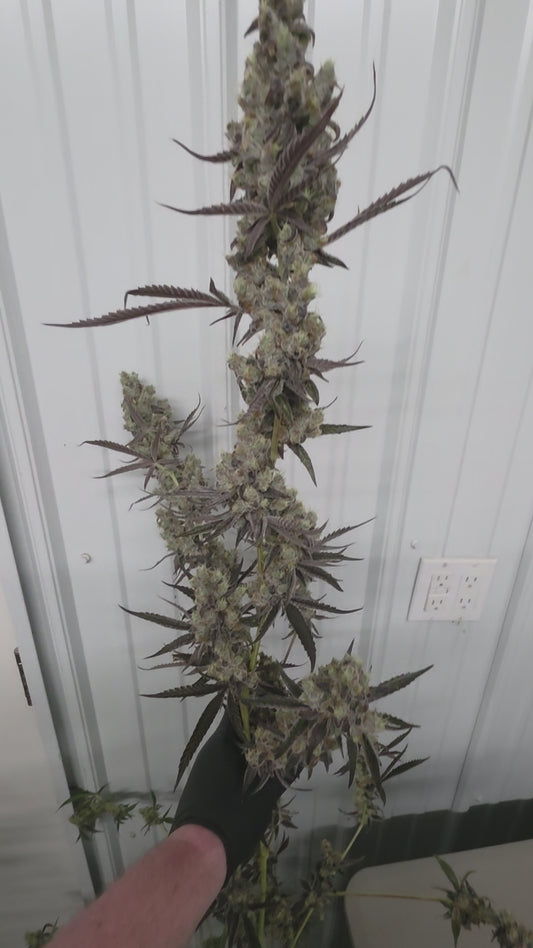 Pure Pressure 50 - SNIPS