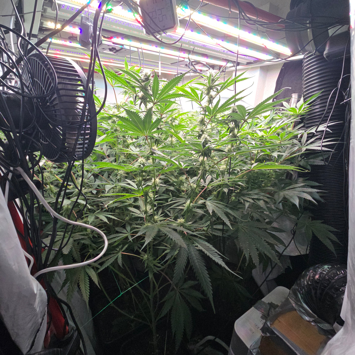 Rds420