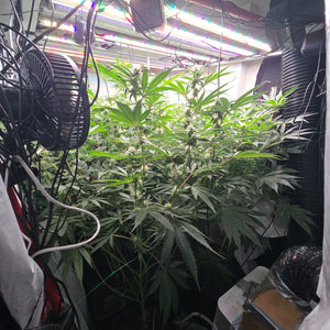 Rds420