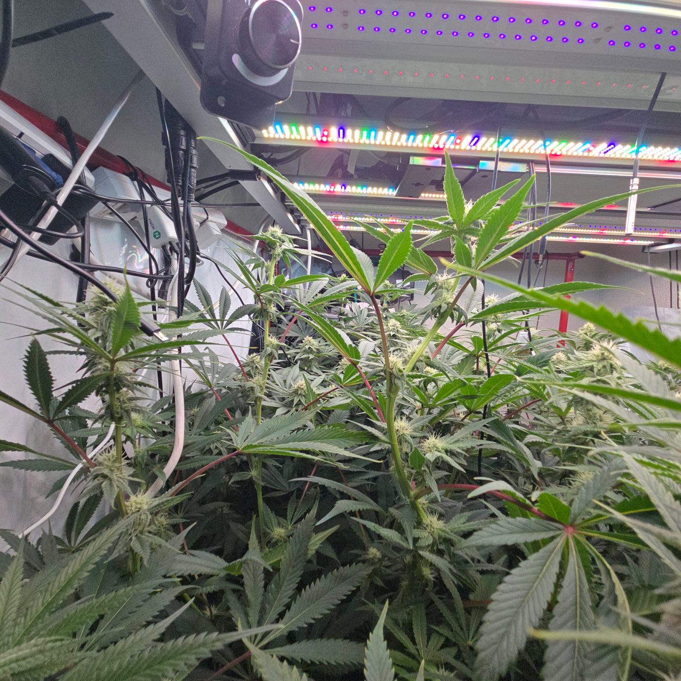 Rds420