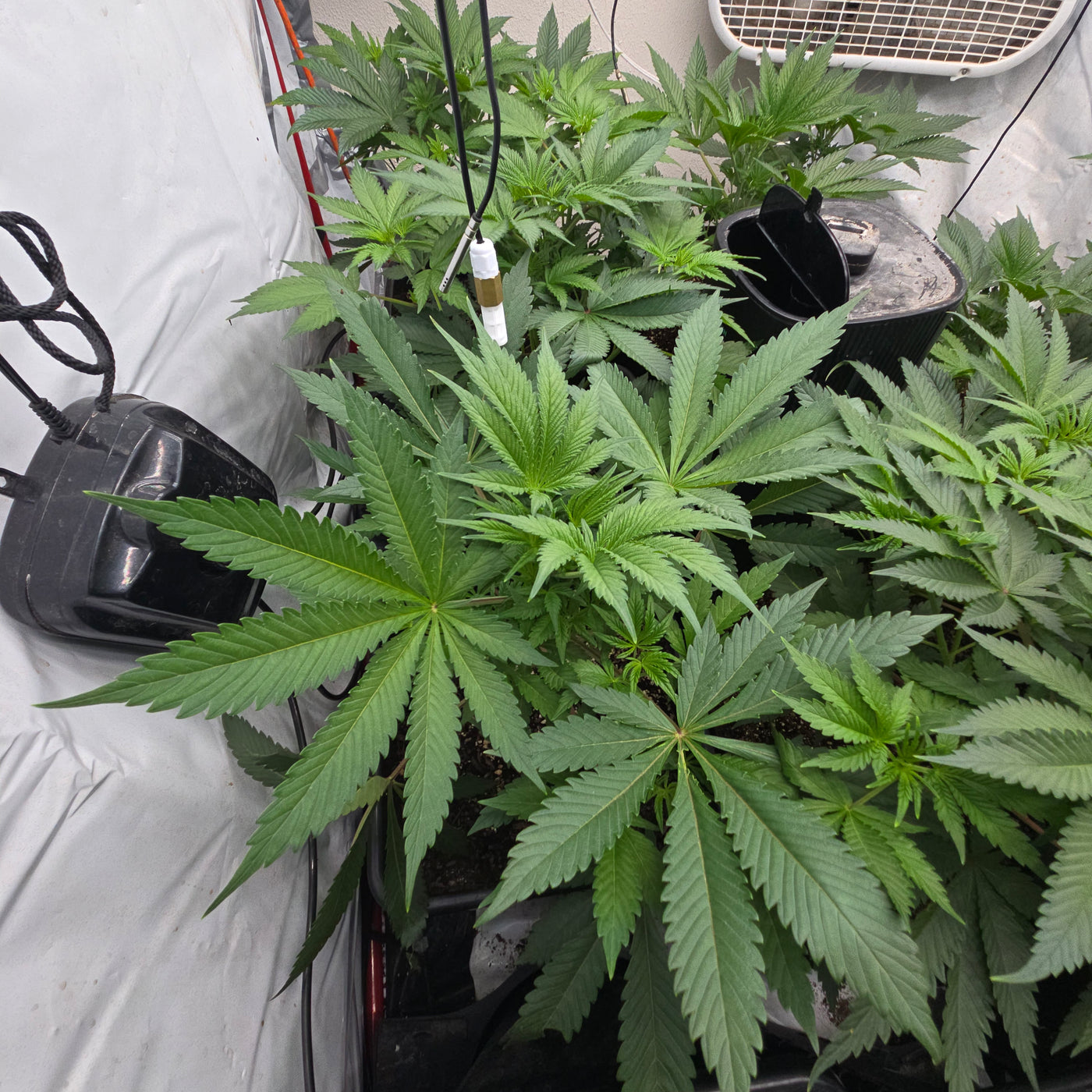 Rds420